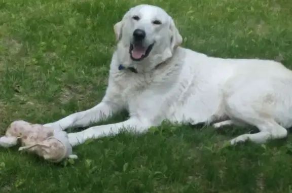 Lost Dog Iris: White, Pink Col...