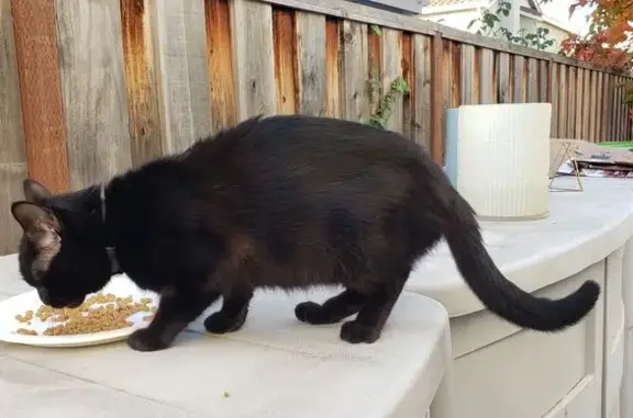 Lost and found pets Union City, photo: Friendly Black Cat Found on Mackinaw St