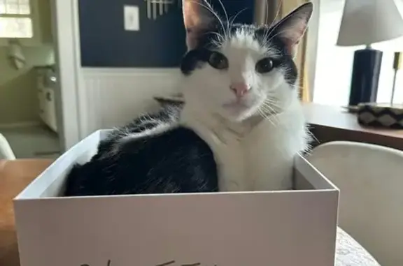 Lost pets Kansas City, photo: Lost Tuxedo Cat Jeff - East 61st St, KC