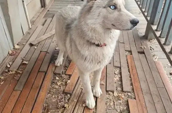 Lost Dog: Kayla - Light Tan, B...