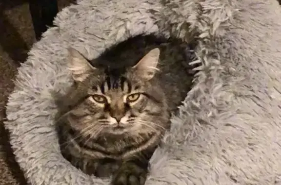Lost and found pets Rossford, photo: Adopt Meatball: Sweet Tabby Needs a Home