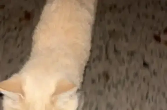 Lost and found pets Little Rock, photo: Injured Cat Found: Help Needed ASAP!