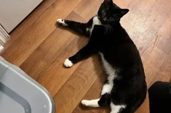 Lost Tuxedo Cat: Friendly & Neutered