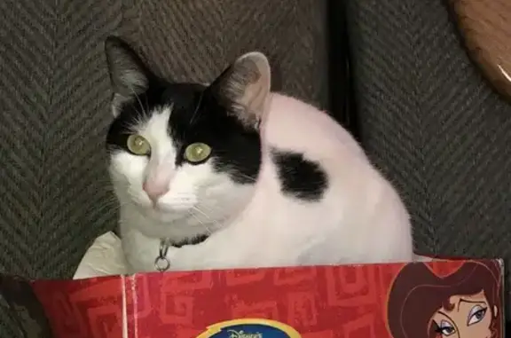 Lost 10-Year-Old Cat in Sunnyvale