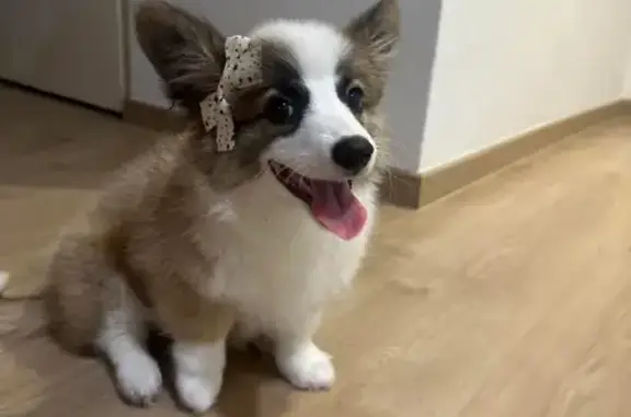 Lost 3-Month-Old Friendly Pup...