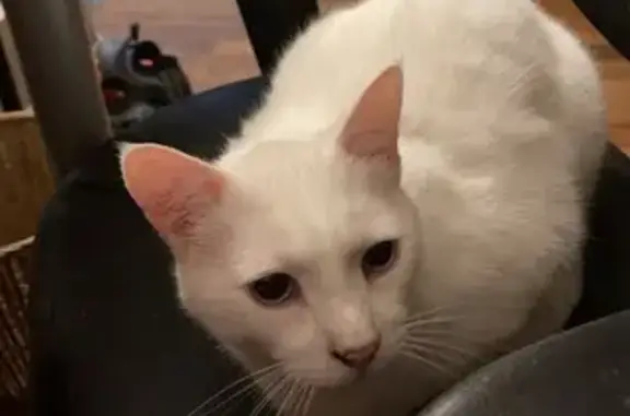 Missing cat Conway, photo: Lost White Cat: Blue Eyes, 9 Yrs, Conway