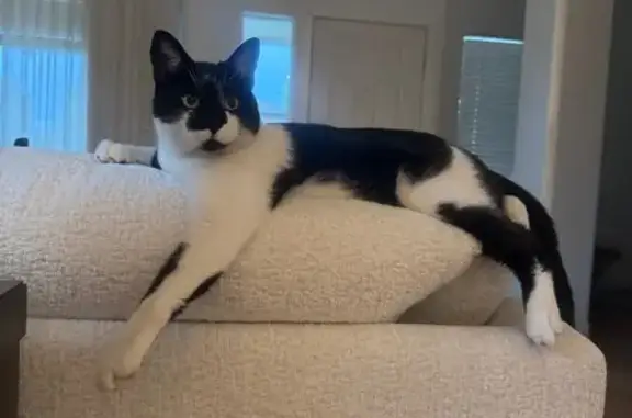 Lost Cat Zorro: Black & White in Reno