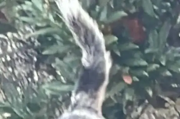 Found: Energetic Dog on Standifer Gap Rd