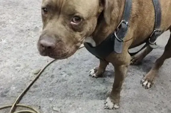 Se busca: Pitbull café atigrado perdido