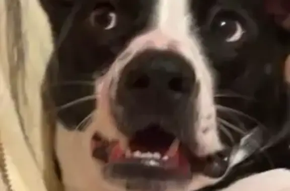 Lost Dog: Silky Black & White,...