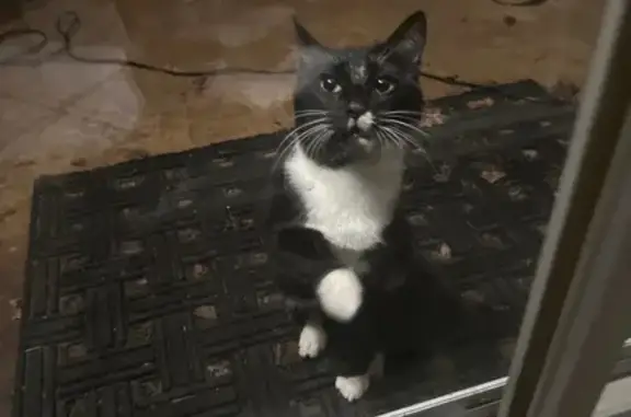 Lost and found pets McKinney, photo: Found: Black Cat with White Markings