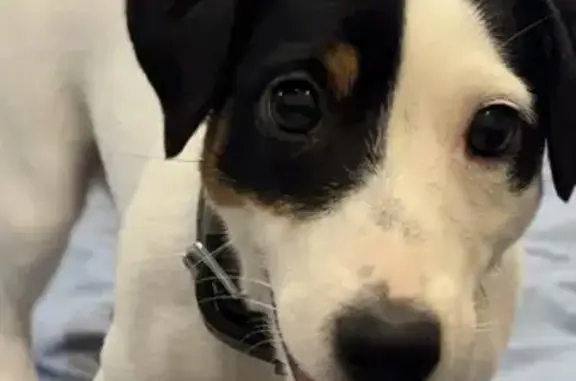 Потерянні тварини Київ, фото: Зникла собака: Якуба Коласа, 6, Київ