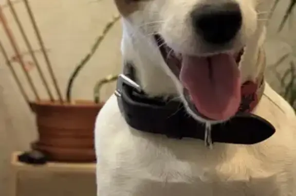 Потерянні тварини Київ, фото: Зникла собака на Якуба Коласа, 6, Київ