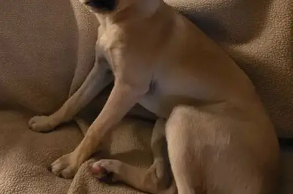 Found pets , photo: Found: Fawn Chihuahua Mix in Dreaming Summit