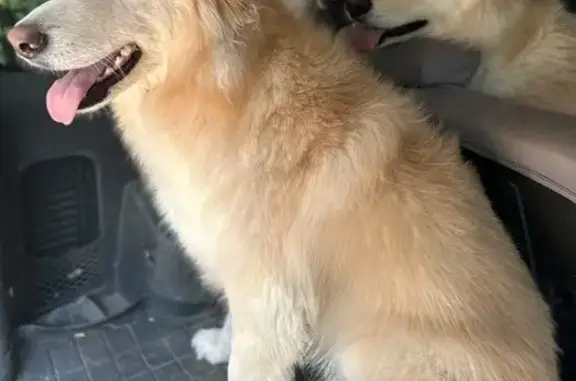 Lost Dog: Reddish-Blonde, Fluffy Tail