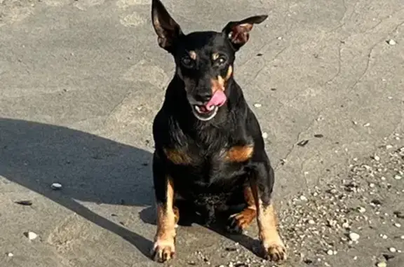 Chien noir et feu perdu le 20 nov à Saint-Marcel - photo