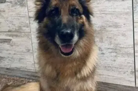 Зникла собака з пухлиною в Івано-Франківську