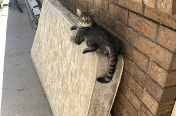 Lost pets Onkaparinga, photo: Lost Tabby Cat on Winchley Way