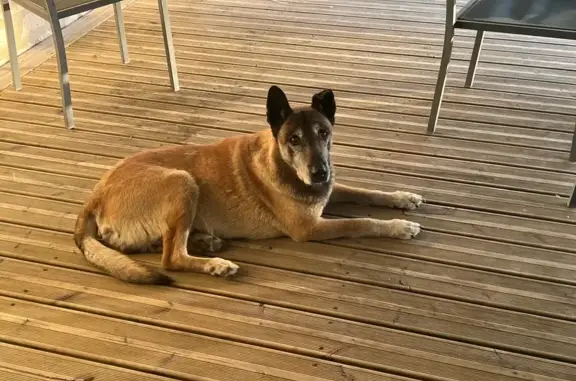 Animaux perdus , photo: Malinois perdu, oreille cassée, Soulange
