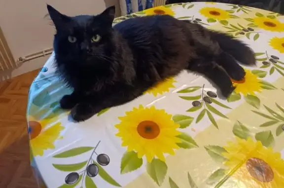 Chat perdu, Avèze, photo: Chat perdu, 10 ans, Avèze, sociable