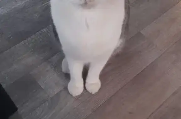 Chat européen perdu à Blanquefort - photo