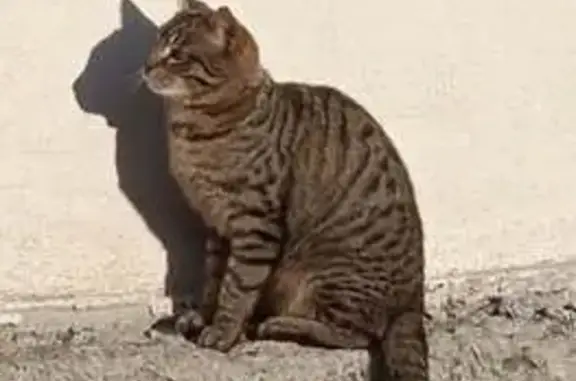 Animaux perdus , photo: Chat perdu : Tigré castré, pucé, 2 ans