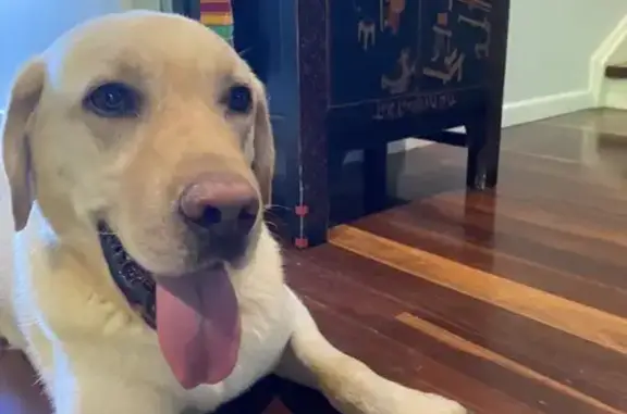 Lost Yellow Lab 'Diggity' in K...