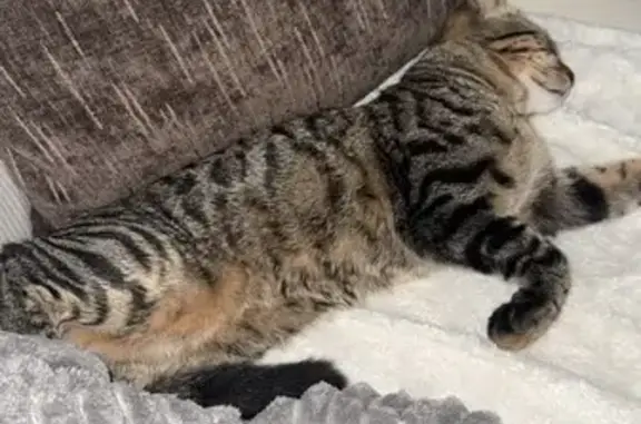 Chaton perdu à Sérignan, contactez-moi ! - photo