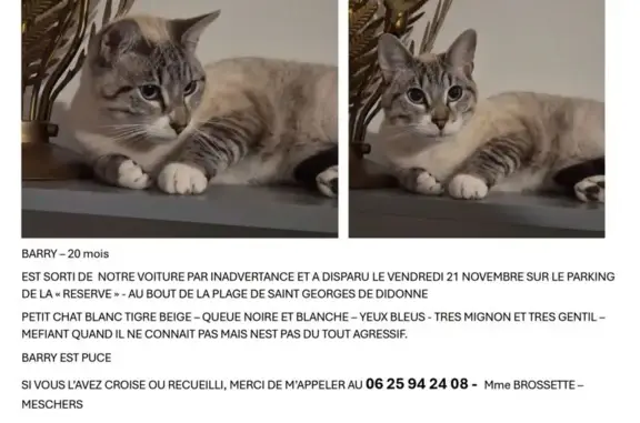Chat perdu: blanc tigré beige, yeux bleus - photo