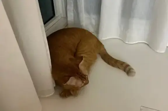 Lost and found pets Singapore, photo: Lost Ginger Cat Found on Fernvale Rd