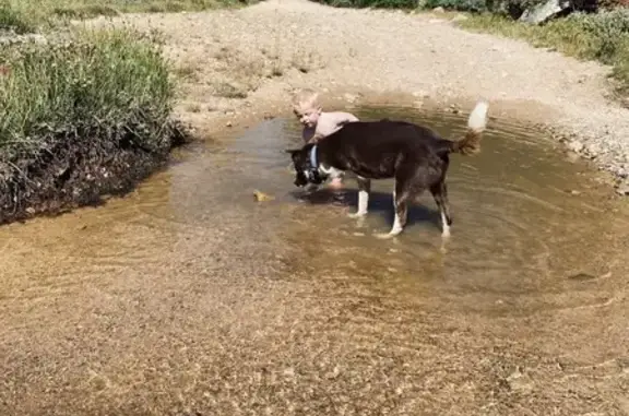 Lost 3-Legged Border Collie in Selmes, MT
