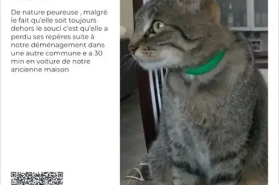 Chat perdu : Tigrré, peureuse à Viriville - photo