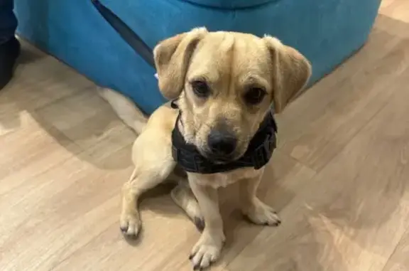 Perro Marrón Perdido en Plaza...