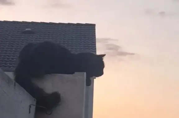 Chat perdu, poil mi-long, Terville - photo