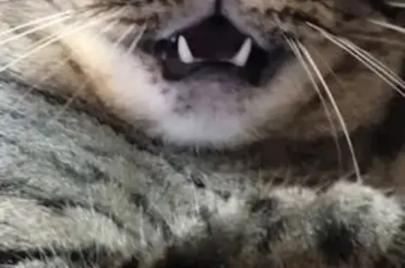 Lost pets Shreveport, photo: Lost Tabby: Grumpy Look, Golden Eyes