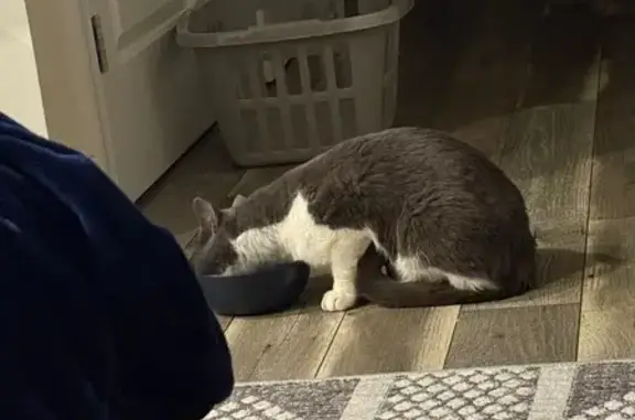 Lost and found pets Philadelphia, photo: Chill Cat Found: White & Grey in Philly