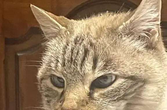 Animaux trouvés , photo: Chatte siamoise trouvée à Gerzat
