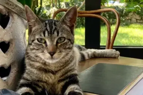 Chat tigré perdu, sociable, Piconnière - photo