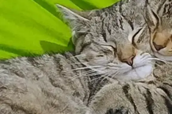 Lost Cat on Copernicus Way: 4 White Paws