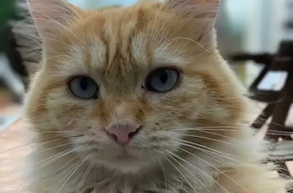 Pilou, chat roux perdu à Uzès - photo