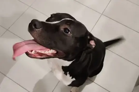 Chien trouvé , photo: Chienne noire et blanche trouvée à Cailleville