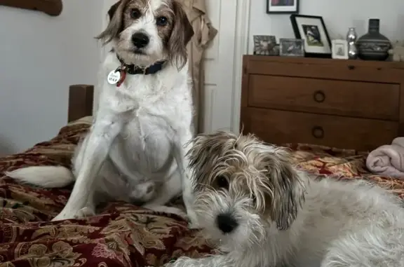 Missing dog Cottesloe, photo: Lost Beagle Mix on Grant St, Cottesloe