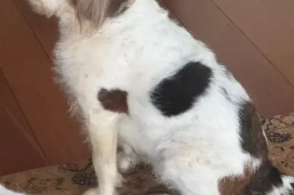 Missing dog Cottesloe, photo: Lost Beagle Mix: Barney in Cottesloe