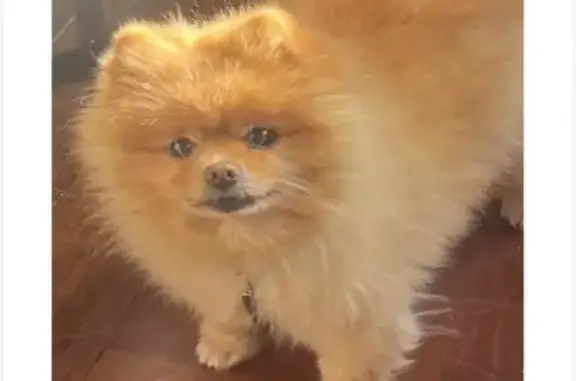 Chien perdue Caramel clair à Cannes - photo
