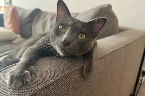 Gatos perdidos, A Coruna, foto: Gata Gris Perdida en A Coruña: Asustadiza y Enferma