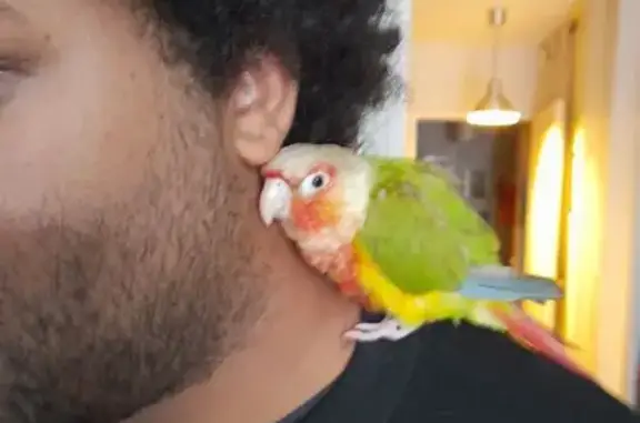 Animaux perdus Plouzané, photo: Conure ananas perdue à Plouzané