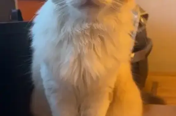 Chat perdu, Nouvelle-Aquitaine, photo: Chat perdu à Targon, Nouvelle-Aquitaine