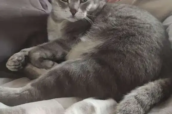 Chat gris tigré perdu à Eaunes - photo