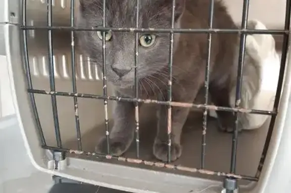 Animaux trouvés , photo: Chat gris foncé trouvé à Bionville-sur-Nied