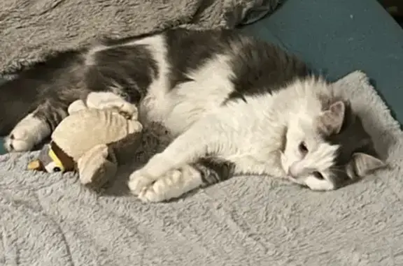 Chat perdu gris et blanc à Lescar - photo